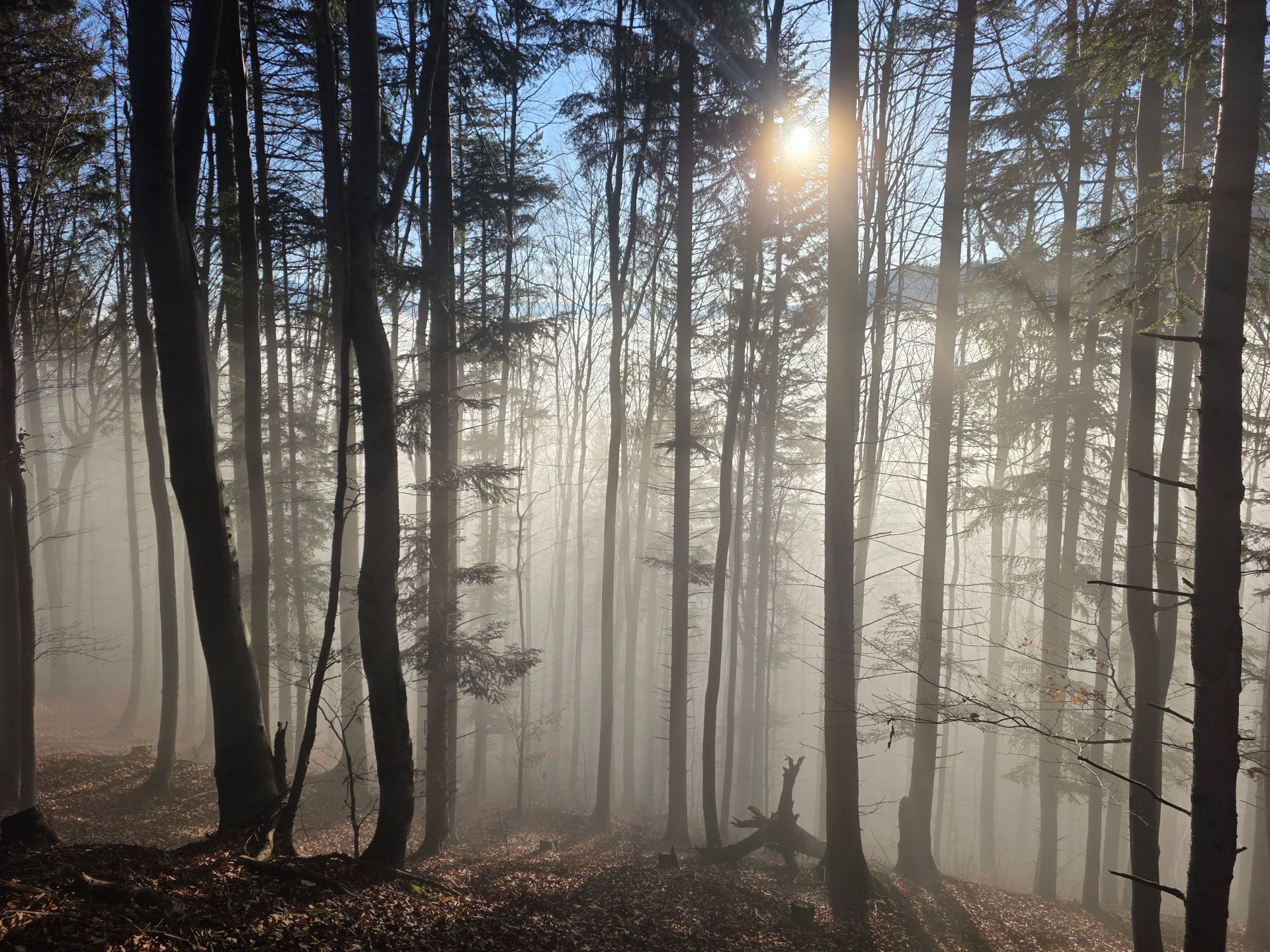 Magical forest with morning mist and soft light